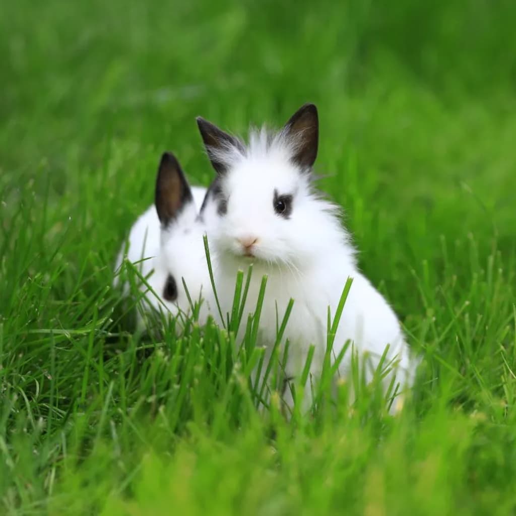 獅子兔 (Lionhead)